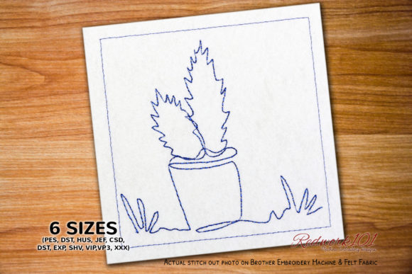 Reviewing Cactus and Succulent Plants in Pots